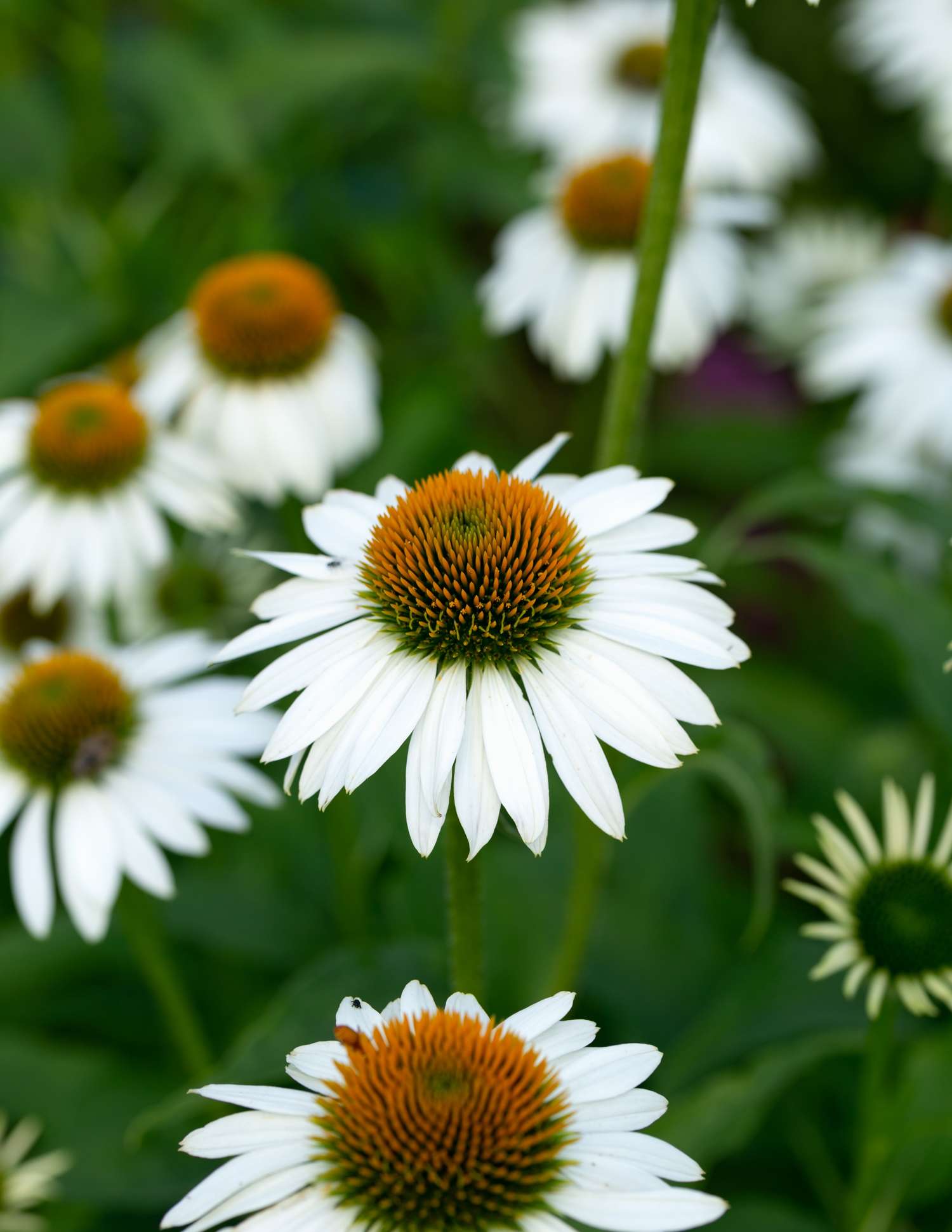 Punahattu 'White Swan'